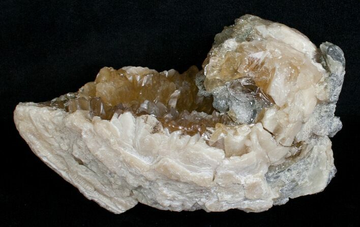 Crystal Filled Fossil Clam - Rucks Pit, FL #5536